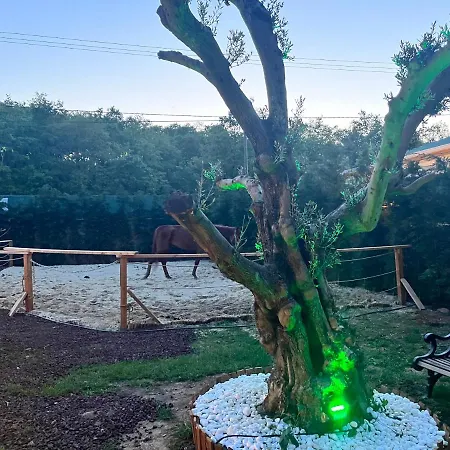 Mustakil Bungalov Ev Gebze